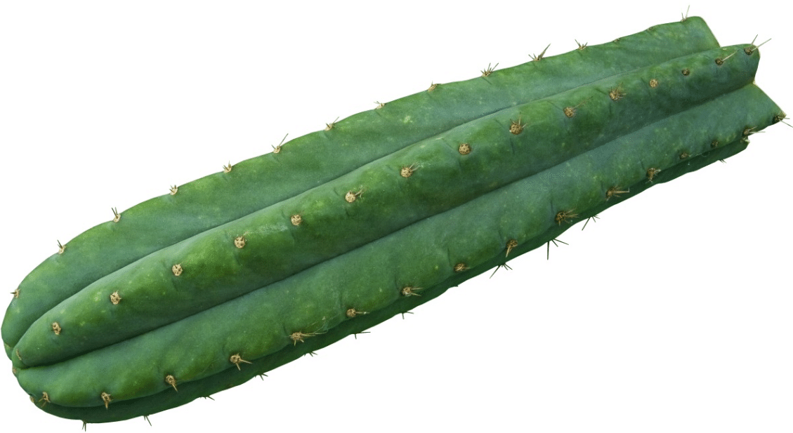 San Pedro Cactus Preparation