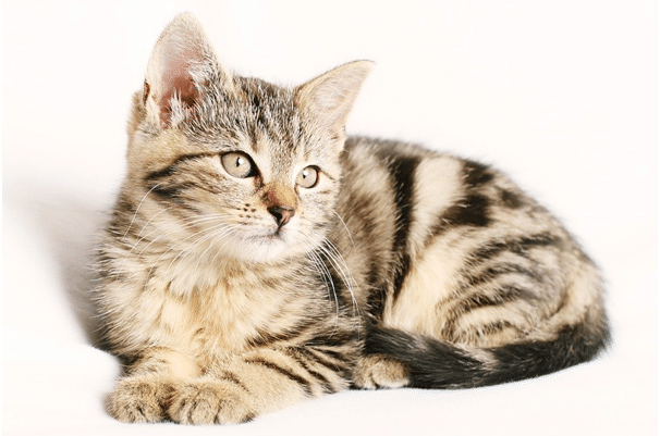 Gift Ideas for Pet Lovers